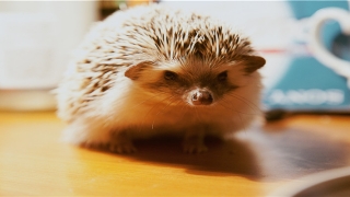 测名字免费测试(免费测试公司名字好名字网)