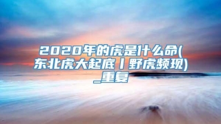 2020年的虎是什么命(东北虎大起底丨野虎频现)_重复