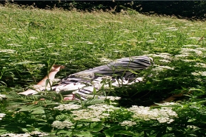 60年属鼠男人(60年属鼠男人2021年运势)_重复