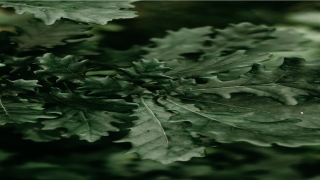 金命和什么命相生(这两个月出生的人)