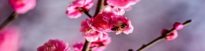 梅花易数鸟代表什么(梅花预测体用总诀)