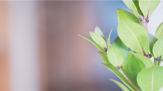 老做梦是怎么回事(做梦缺什么维生素)