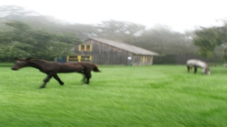 宝宝出生证有血型吗(血型不符一定非亲生关系吗)