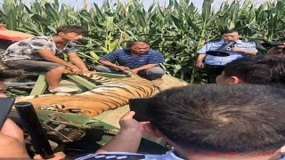 扁担王村毛毛是算卦的还是烧香的(脱逃老虎系从安徽租借)