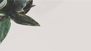 耳闻目睹的意思(耳闻目睹的意思是什么意思)