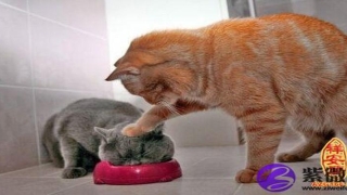 爱欺负人的八字