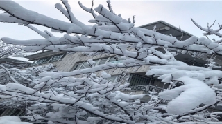 马和牛相冲吗(相冲相克生肖)