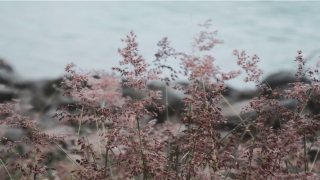 梦到穿婚纱(梦见妈妈结婚穿婚纱)