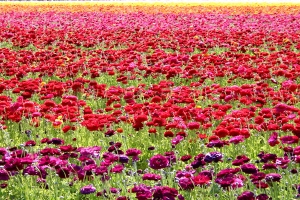 单身梦见自己谈恋爱了(单身女梦见拍婚纱照)_重复