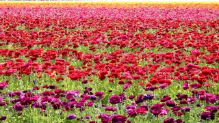 单身梦见自己谈恋爱了(单身女梦见拍婚纱照)_重复