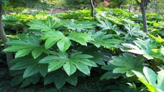 八角金盘风水禁忌(分枝叶片花样多)