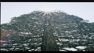 宝宝拿出生证要什么证件(“牛宝宝”出生后)