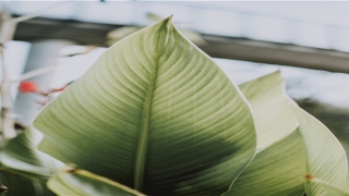 猴男猴女适合做夫妻吗(男猴和什么相配婚姻如何)