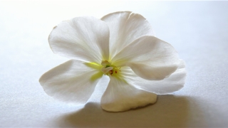 男人六种鼻子好命图(人们常说相由心生)