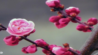 韩海军梅花易数高级班(梅花易数之移情别用)