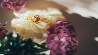 71猪2020年运势及运程(2020年事业运势)_重复