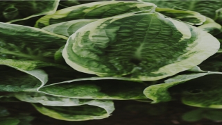 电脑算命机器价格大全(为什么说电脑是算命不能相信)