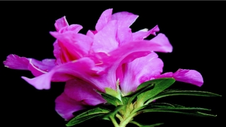 2021年张姓孩子免费名字大全(昔日四川省优秀女律师)_重复