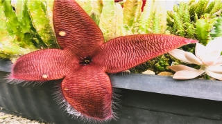 带欣的女孩名字文雅的(欣雅什么含义)