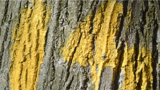 87年属兔婚配(2018年论断兔人的狗年运程)