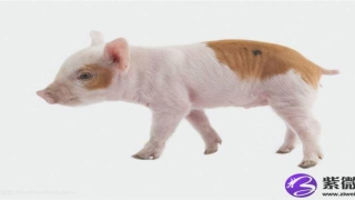 眉毛连在一起好吗