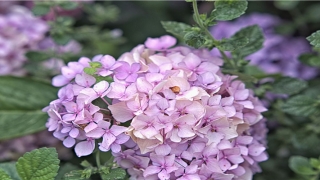 带盈字的女孩名字(带有莹字的网名)