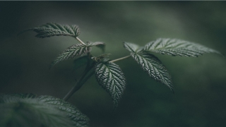 2022年1月19日出生的男孩起名(2021年1月19日出生的宝宝)_重复