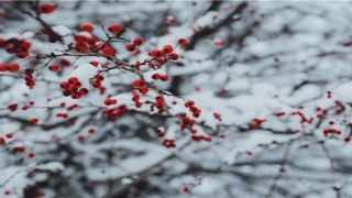 错落有致的意思(错落有致形容什么)