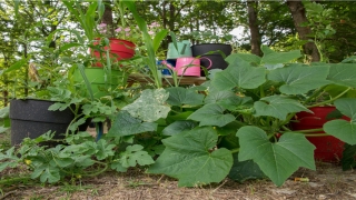 2020年接财神方位与吉时(生肖运势丨2020年6月6日)_重复