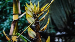 梦到被蝙蝠咬了一口(梦见被蝙蝠咬了一口并把它打死了)