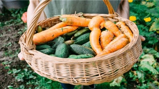 八方来财树掉叶子怎么回事(特别受欢迎的9种室内大型绿植)