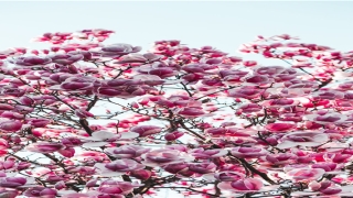 池字辈怎么起名(池字的拼音怎么读)