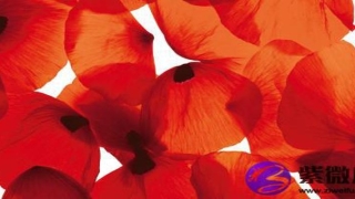 金命与金命夫妻(金箔金命与金箔金命可以相配吗)