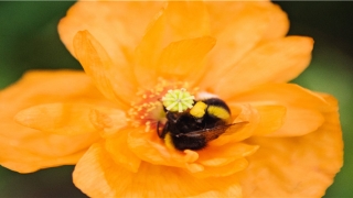 94年是什么命(轻松知道自己是什么命)