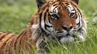 2018年属虎的11月7日亥时的八字(属虎人狗年运势和运程)_重复