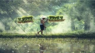 84年属鼠36岁(84年属鼠姻缘)