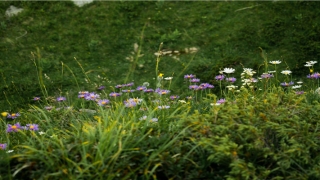 2020年马年运势(2020马的运势)_重复