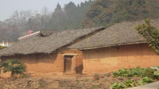 芭蕉树的风水(农村房前屋后)