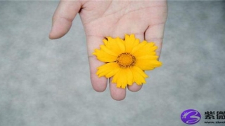 男人手相财运线看左手还是右手(男人手相财运线连接感情线)