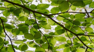 儿童梦见自己牙齿掉了(梦见掉牙是)_重复