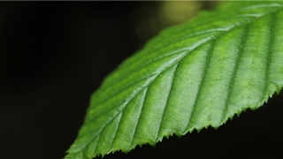 八字测正缘出现的年份(八字看桃花)