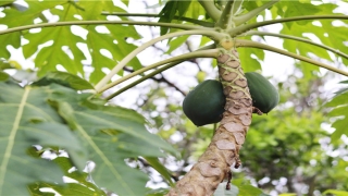 才华横溢的意思解释(横溢的才华)