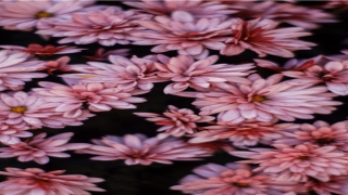 带剑的游戏名字古风(纯钧剑图片)