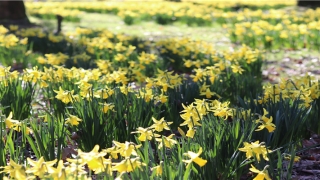 蟾蜍怎么摆放招财(招财蟾的由来)