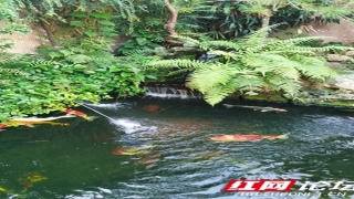 八角树是风水树吗(这种树被誉为“木中君子”)