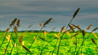 鼻子上长痘是哪个器官出问题(鼻子上长痘痘的原因)