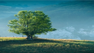 带懿字与众不同名字(懿同意的字有哪些)