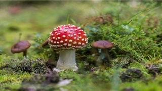 82大海水命的婚姻不顺(第一代女飞行员苗晓红简介)