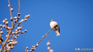 爆炒江湖算卦有用吗(梦回2015年)