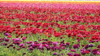 结婚十年 电视剧(15对有夫妻相的明星)